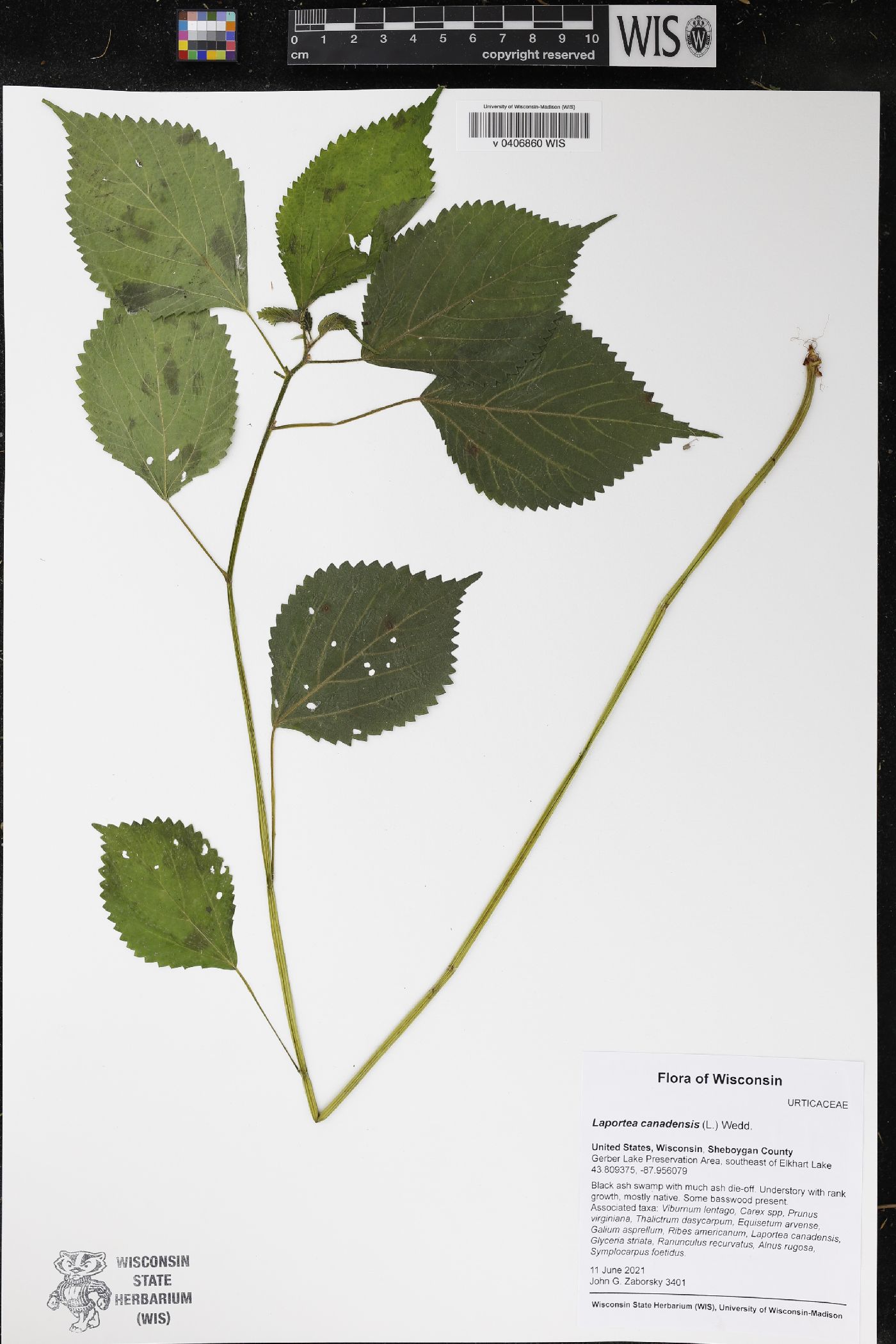 Laportea canadensis image