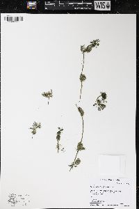 Ranunculus aquatilis var. diffusus image