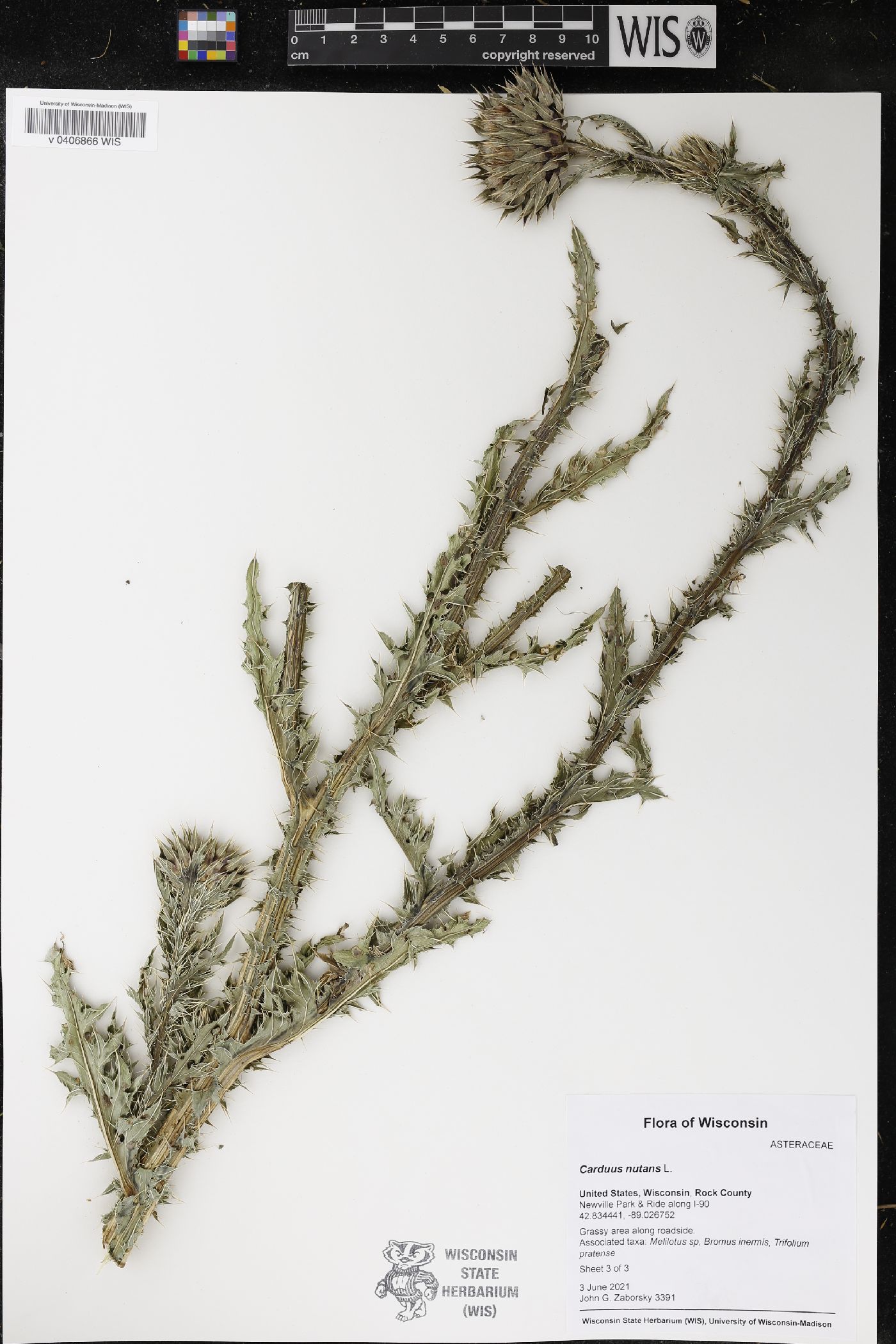 Carduus nutans image