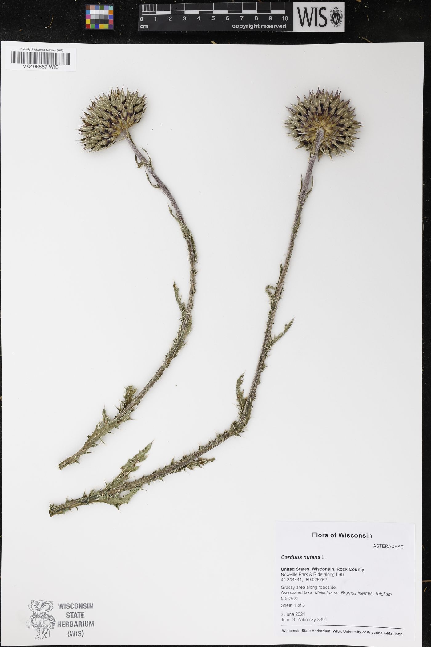 Carduus nutans image