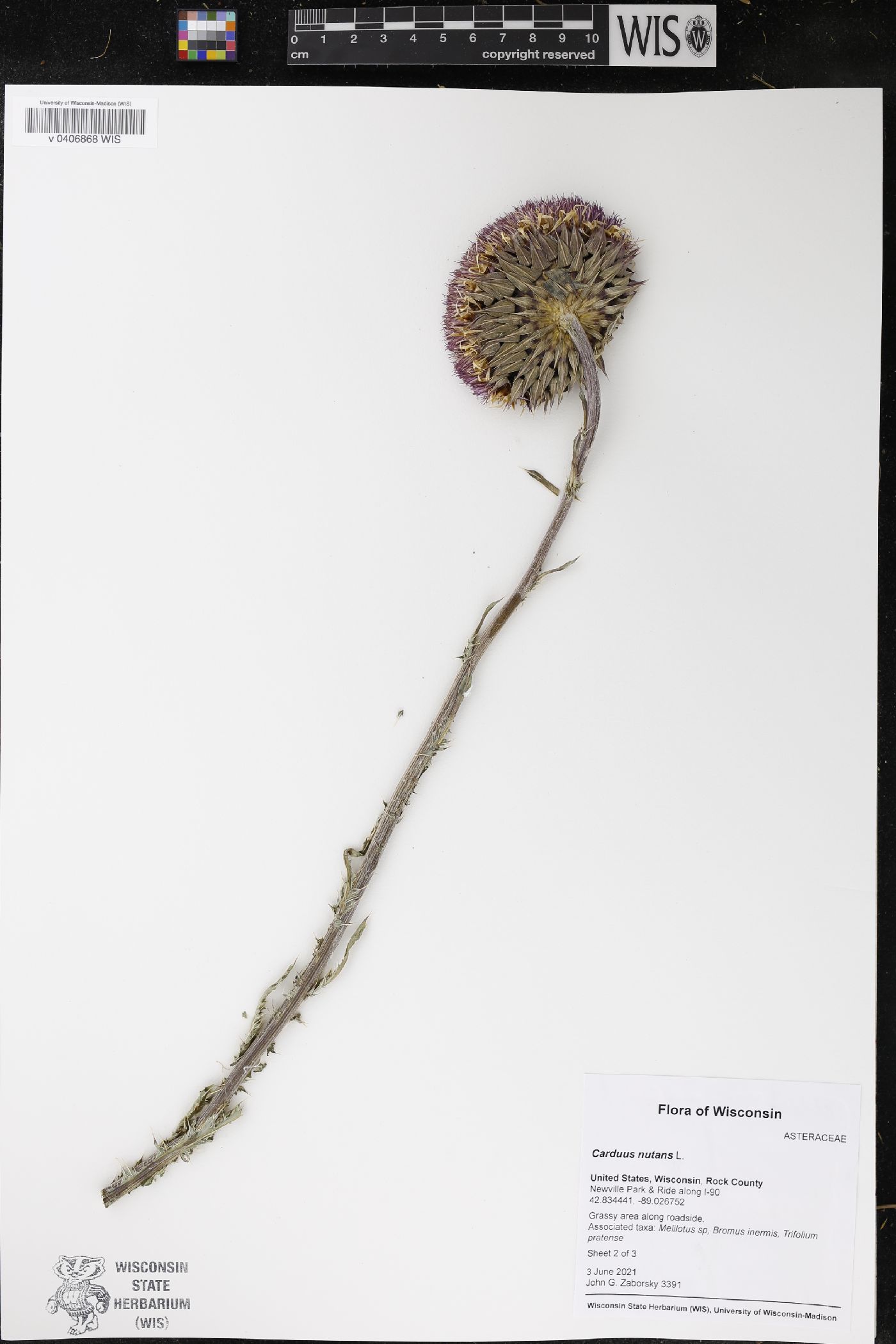Carduus nutans image