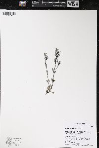 Houstonia longifolia image