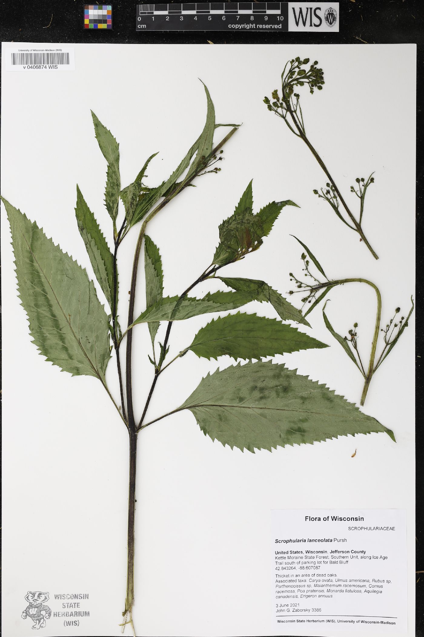 Scrophularia lanceolata image