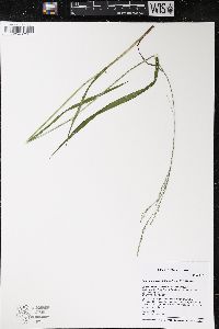 Festuca subverticillata image
