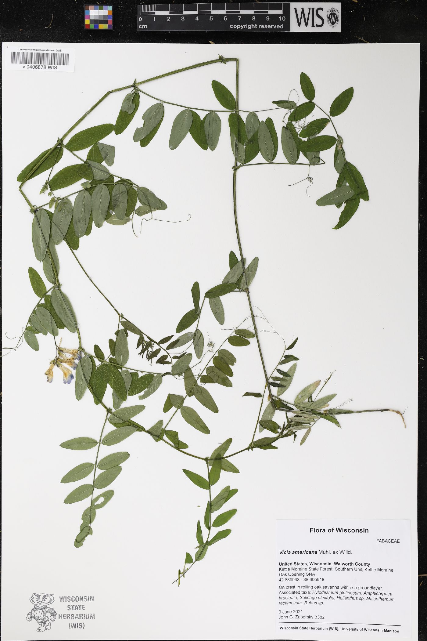 Vicia americana image