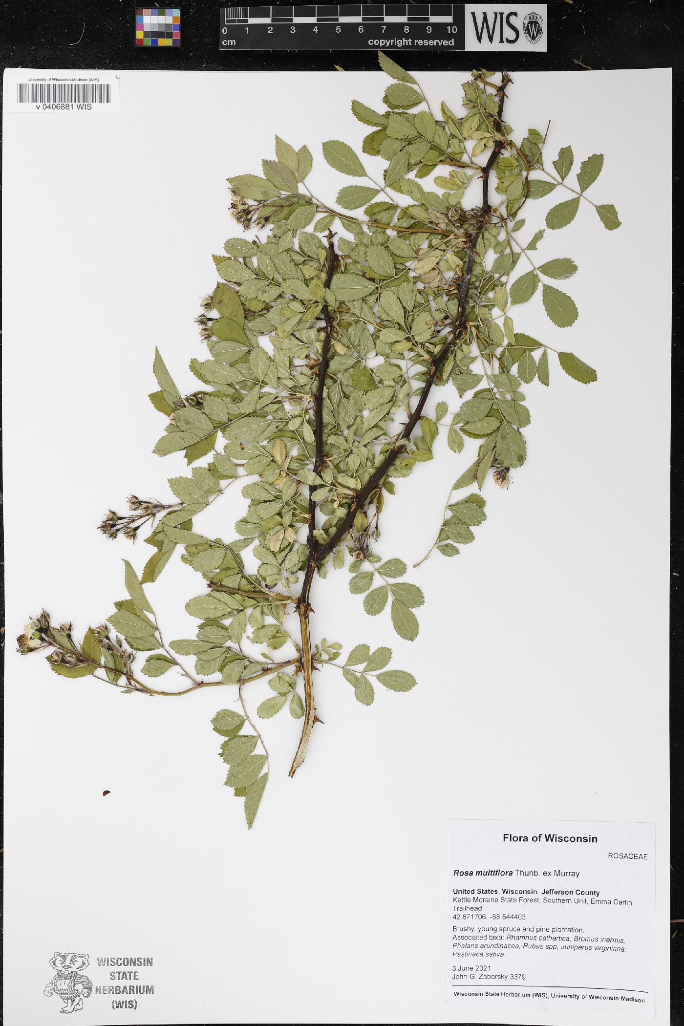 Rosa multiflora image