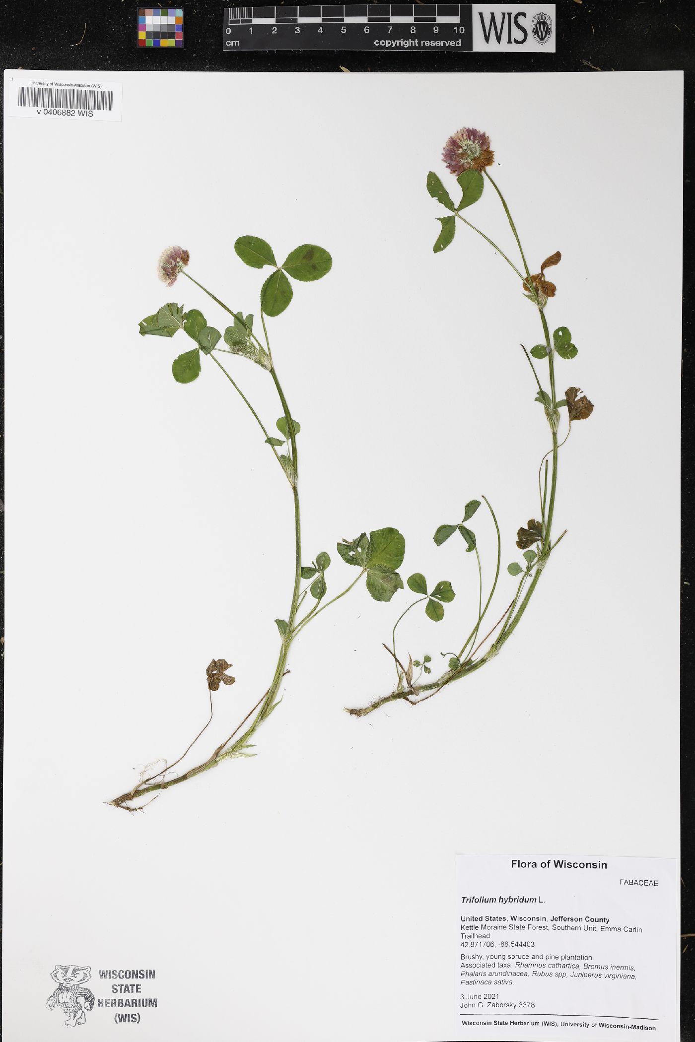 Trifolium hybridum image