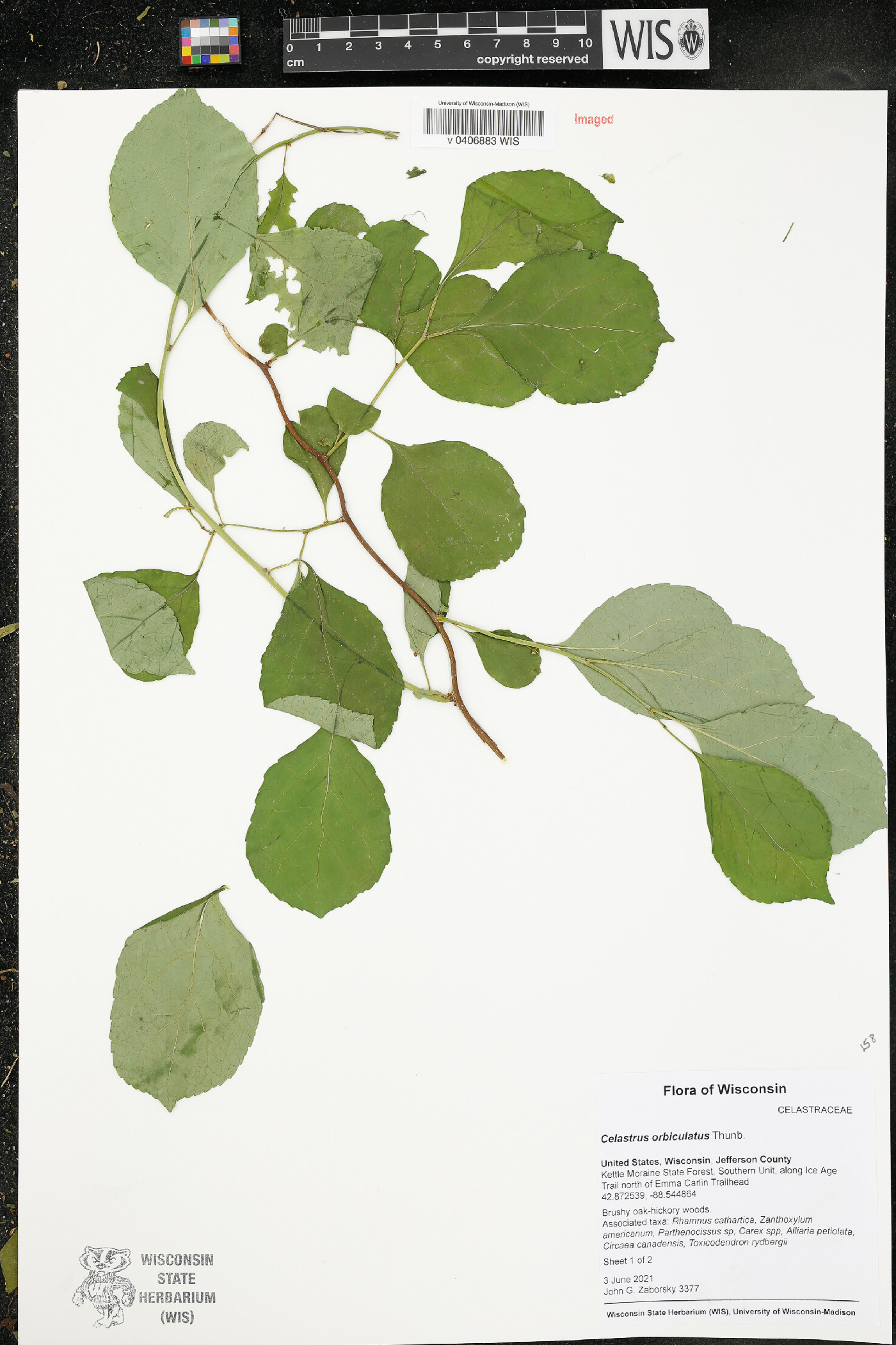 Celastrus orbiculatus image