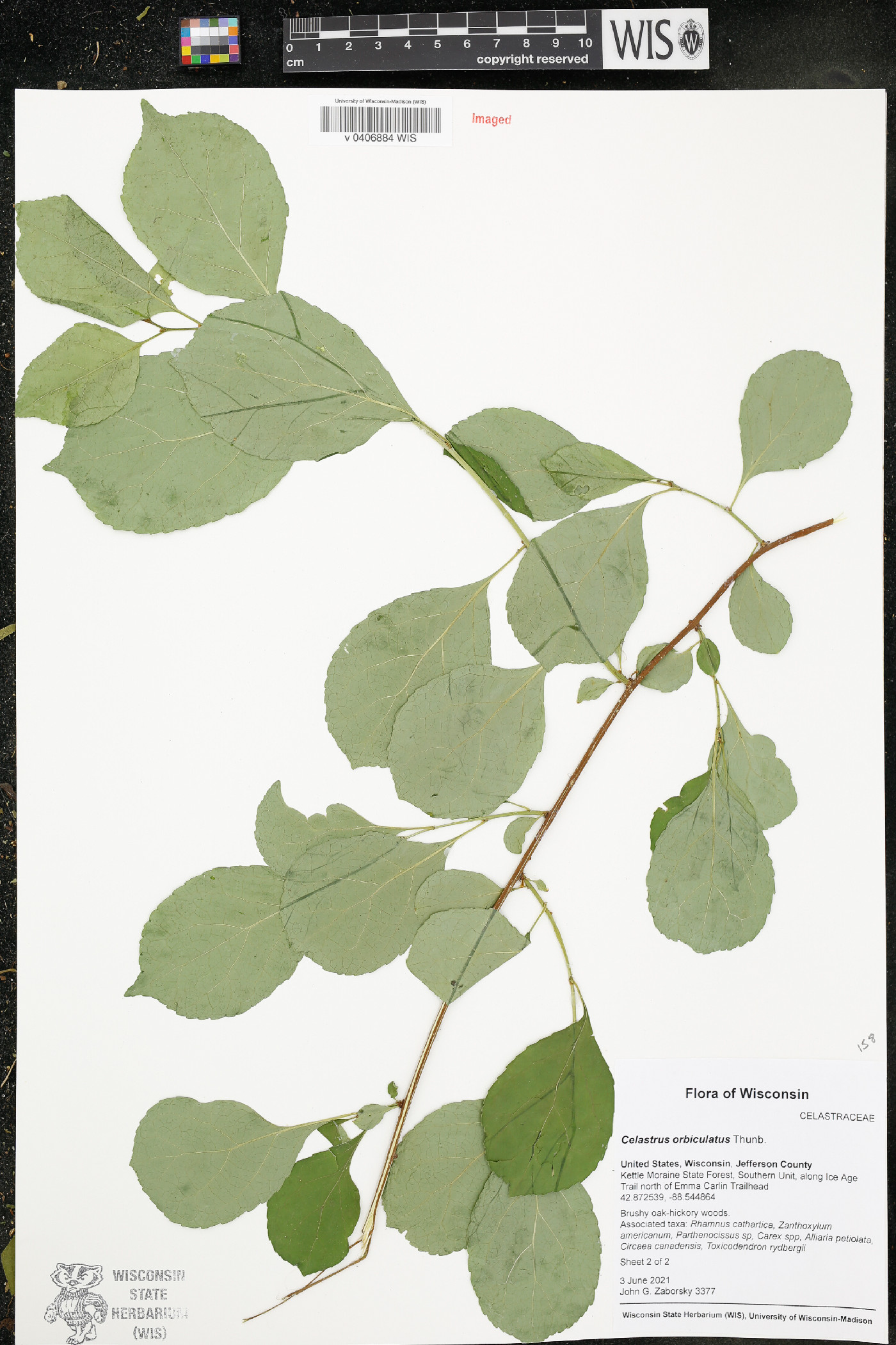 Celastrus orbiculatus image