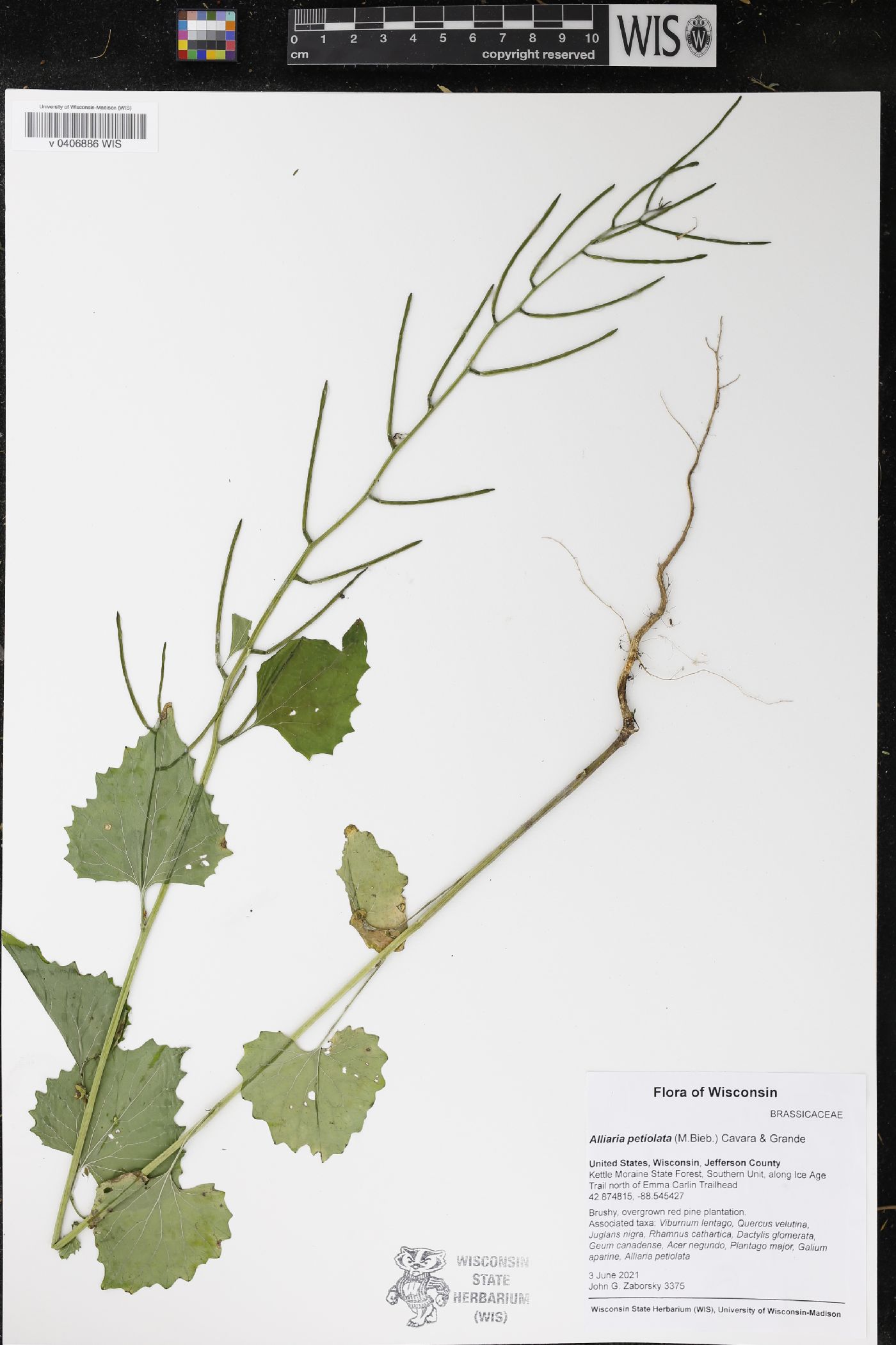 Alliaria petiolata image