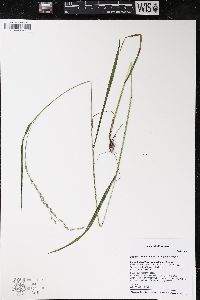 Festuca subverticillata image