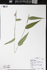 Panicum latifolium image