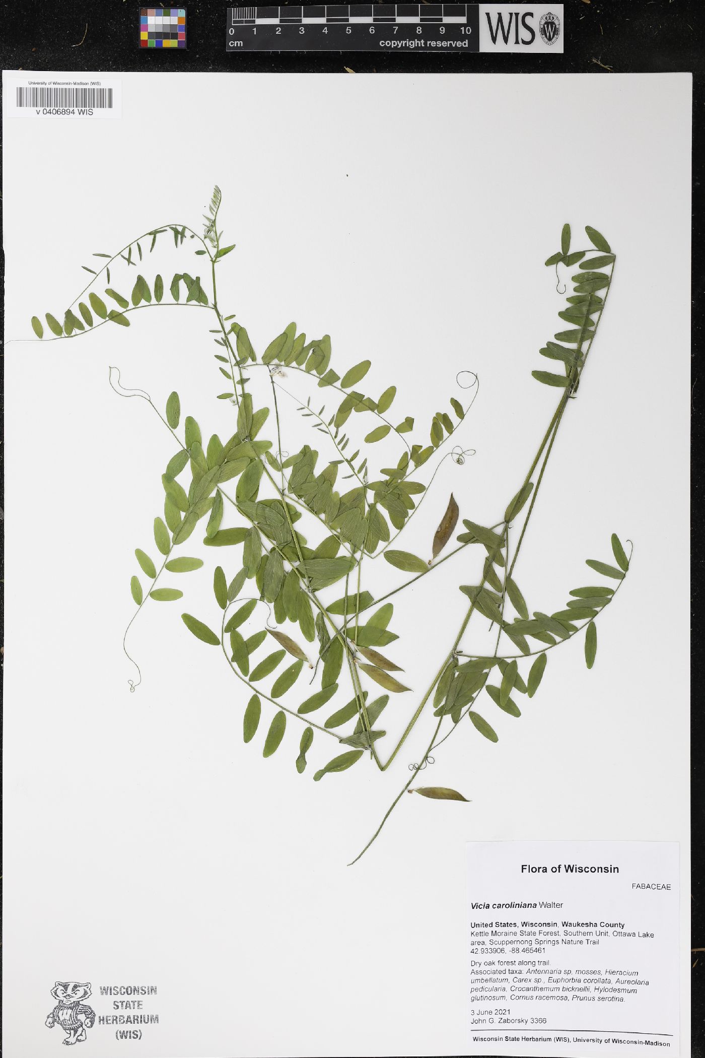 Vicia caroliniana image