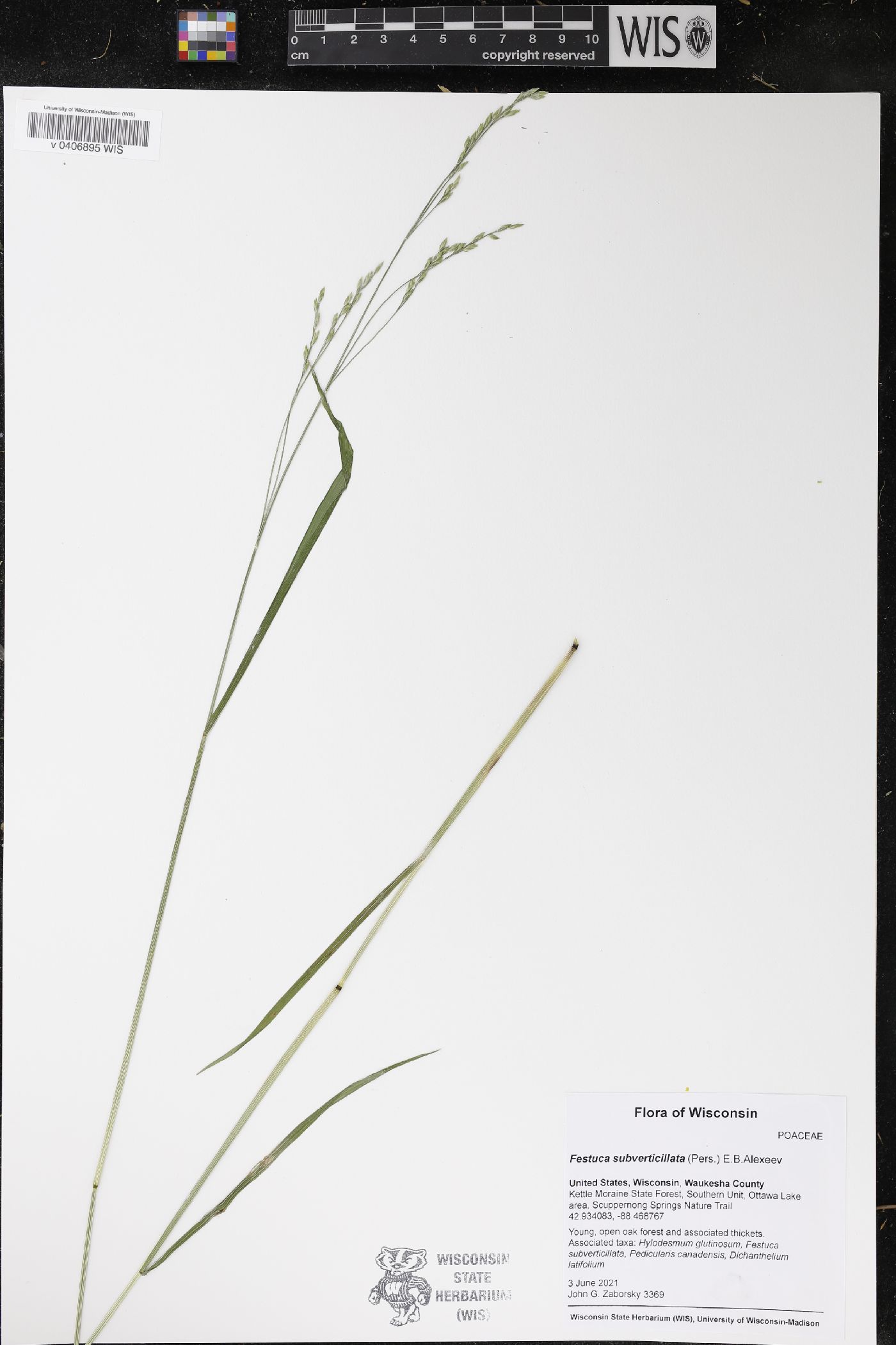 Festuca subverticillata image