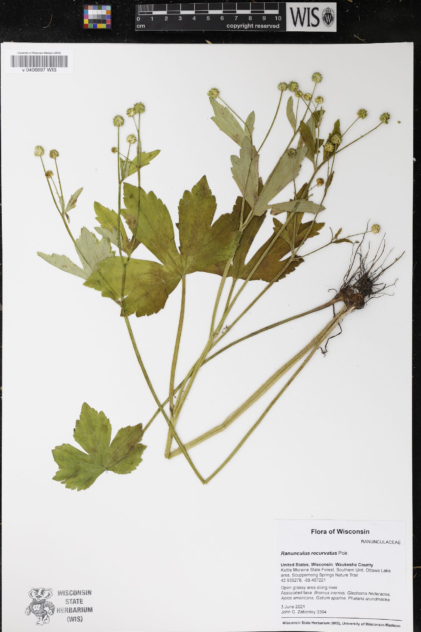 Ranunculus recurvatus image