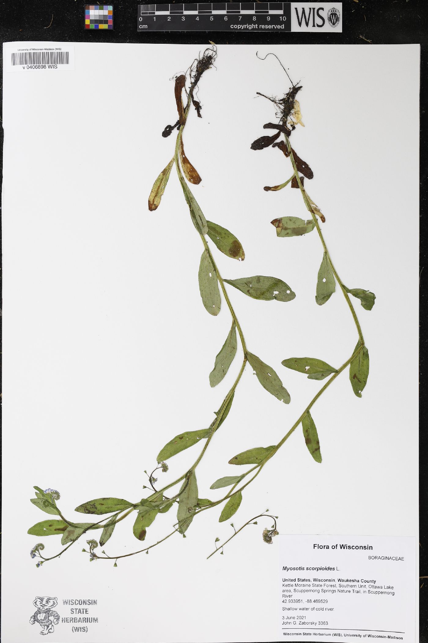 Myosotis scorpioides image