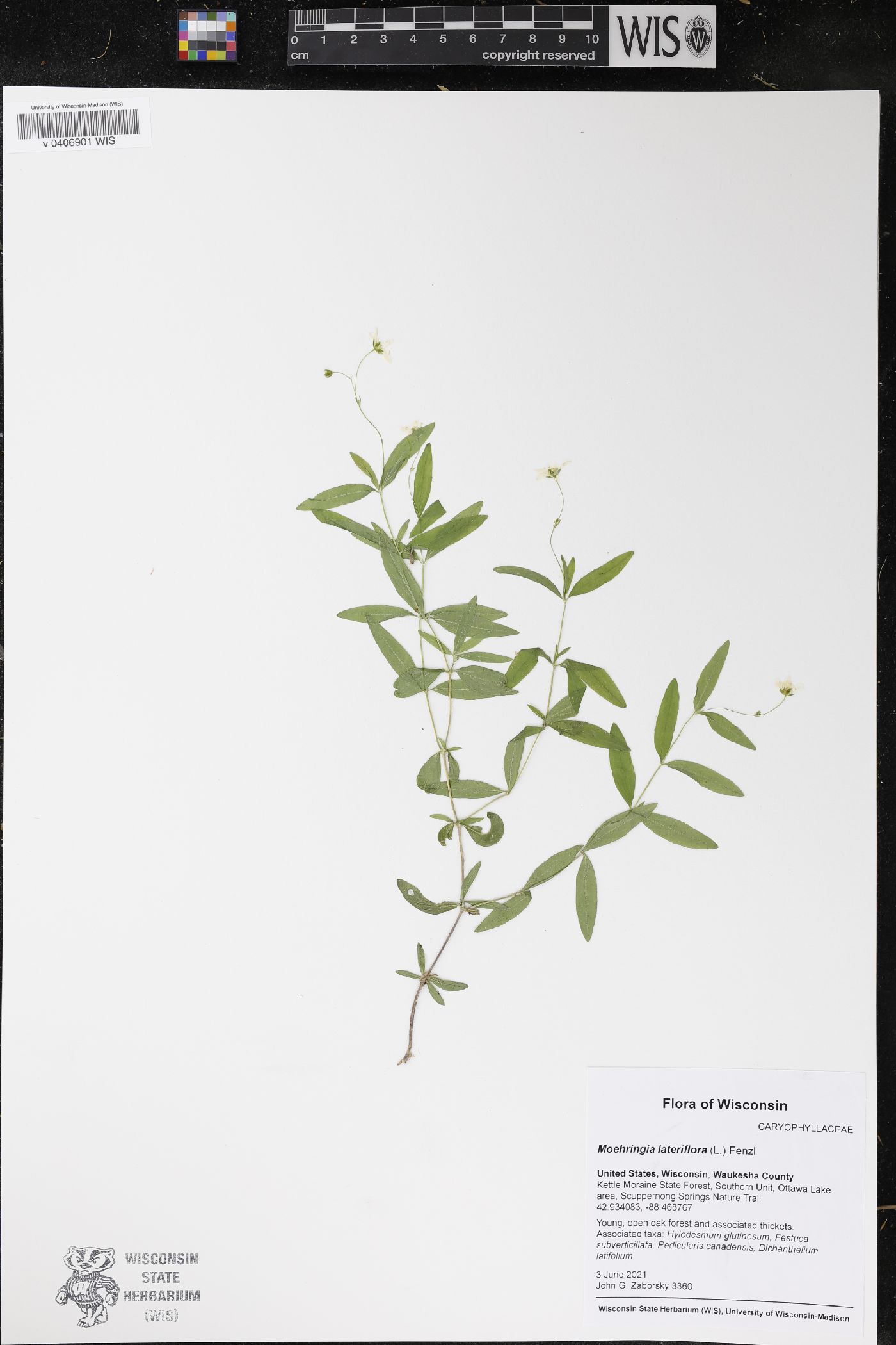 Moehringia lateriflora image