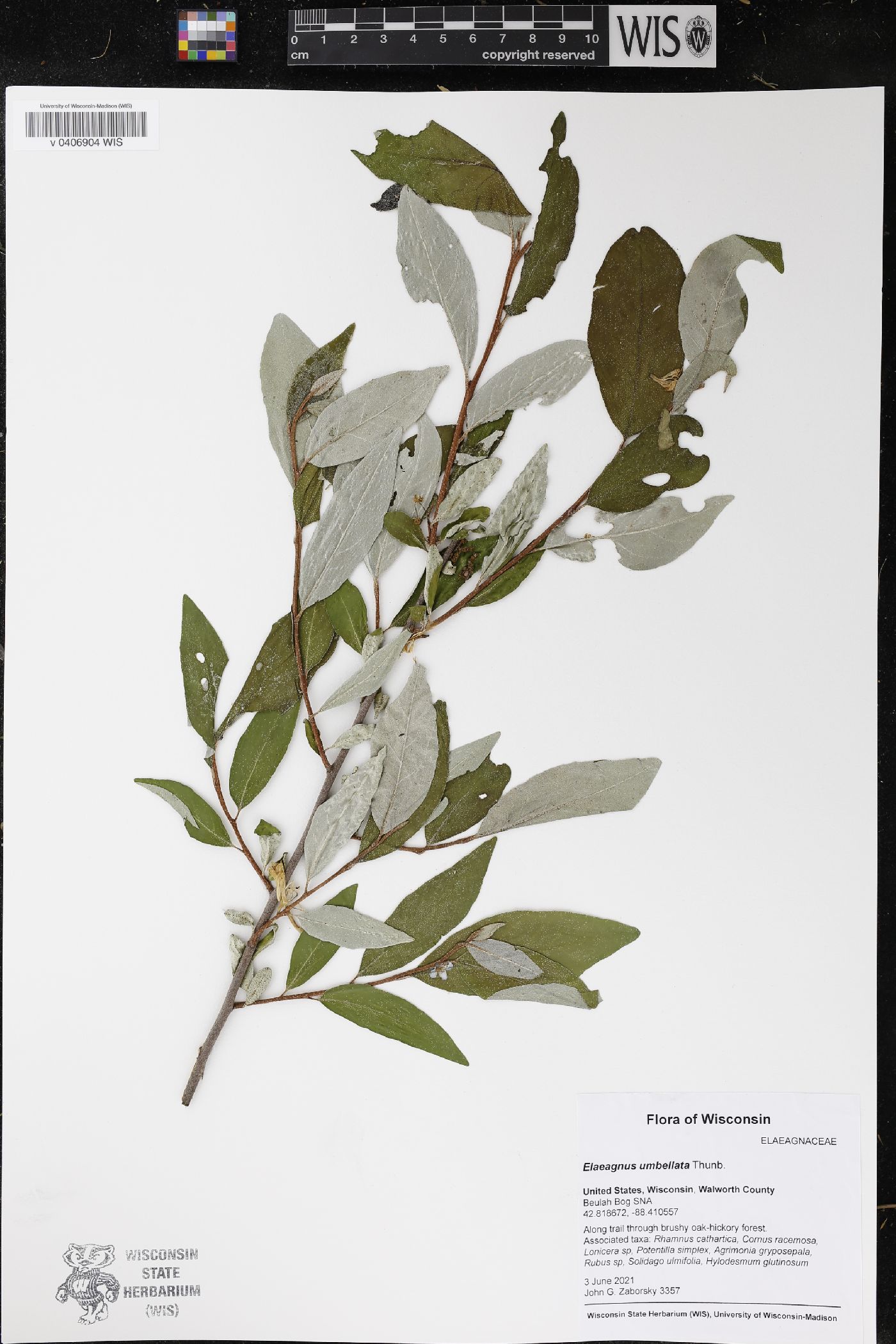 Elaeagnus umbellata image