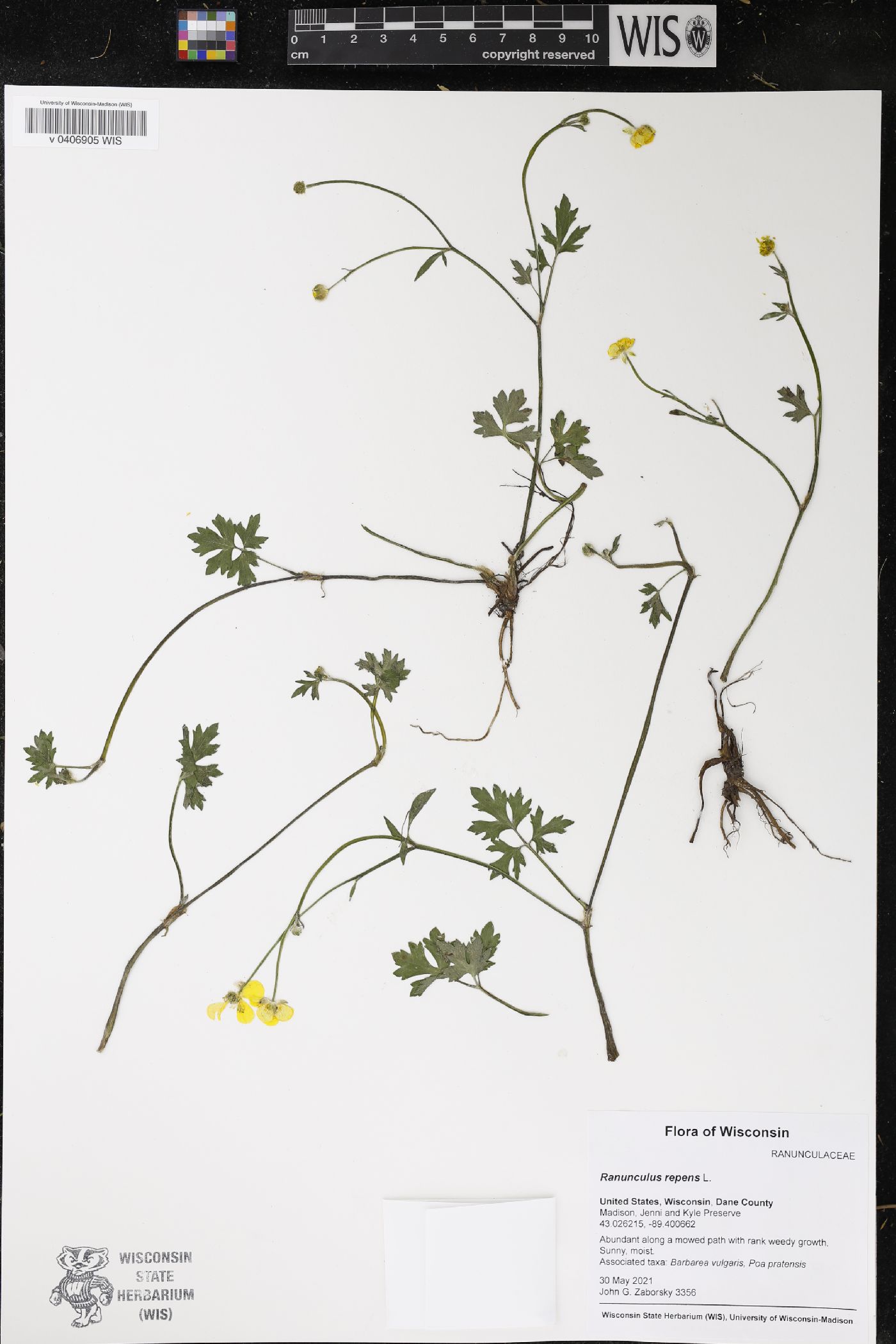 Ranunculus repens image