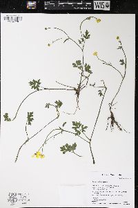 Ranunculus repens image