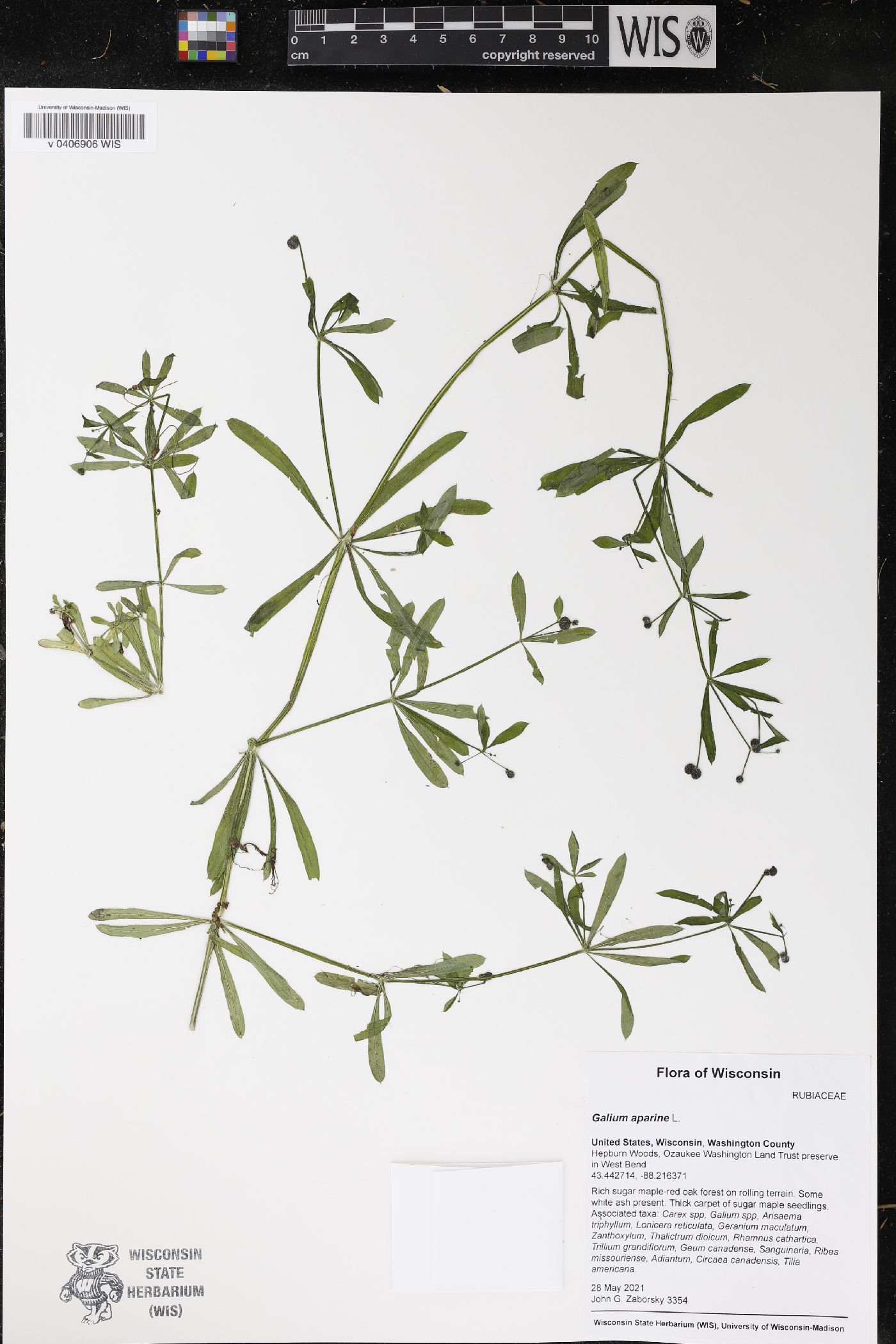 Galium aparine image