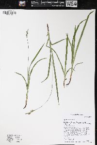 Carex hirtifolia image