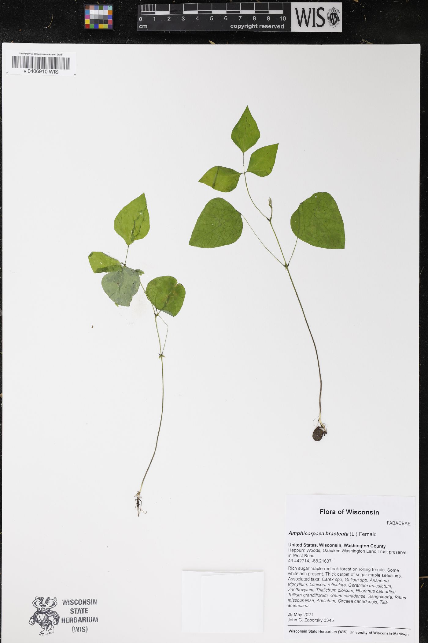 Amphicarpaea bracteata image