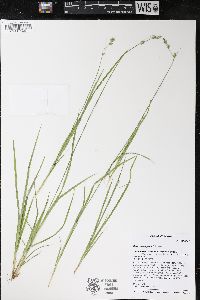 Carex deweyana image
