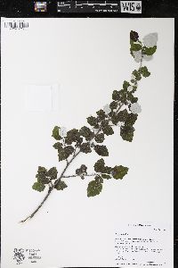 Populus alba image