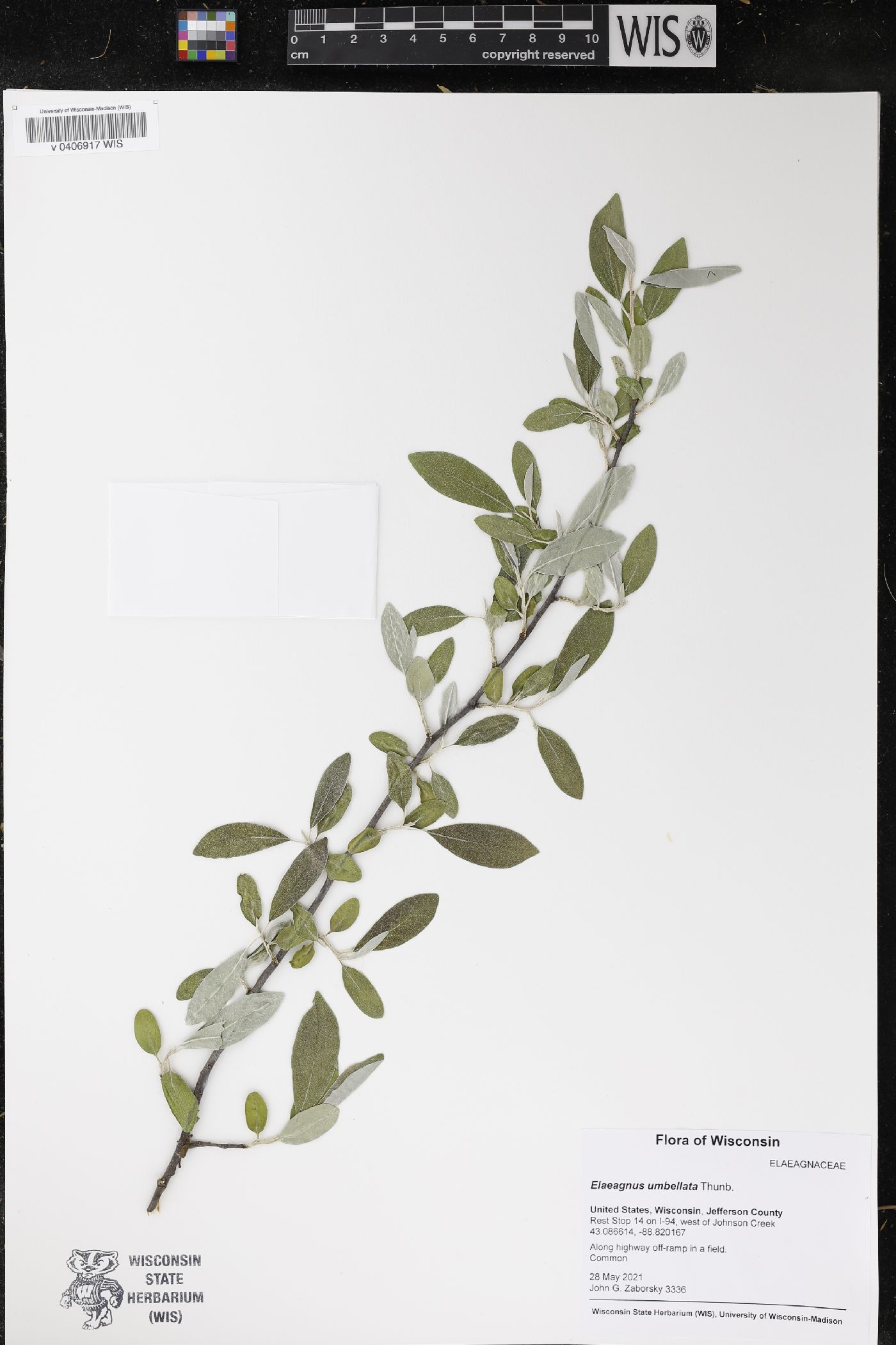 Elaeagnus umbellata image
