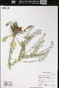 Lepidium campestre image