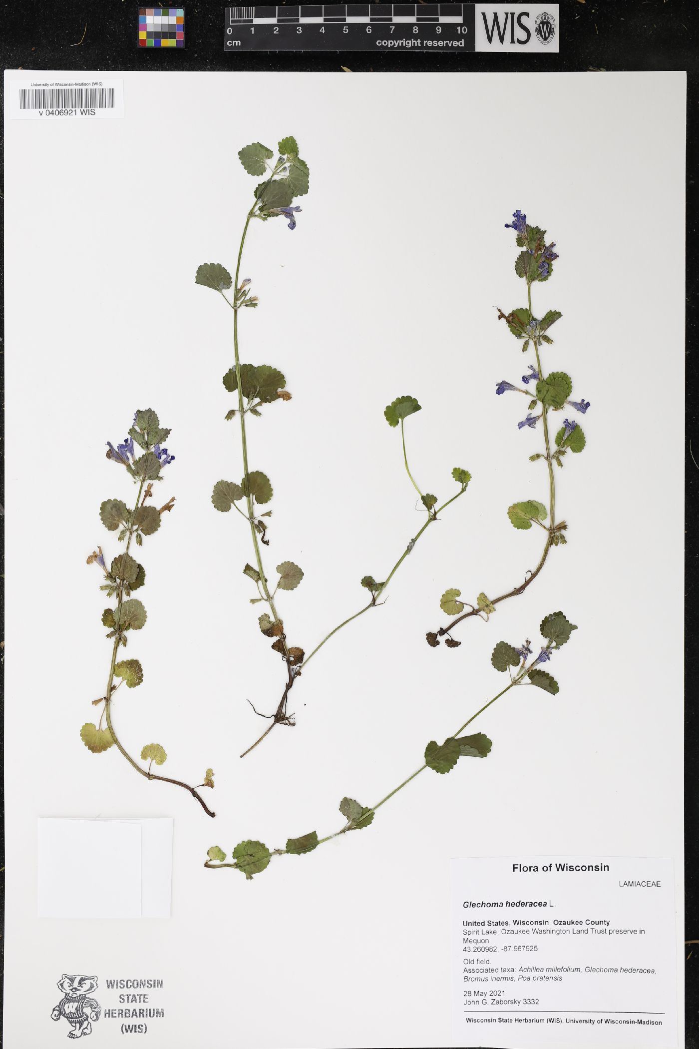 Glechoma hederacea image