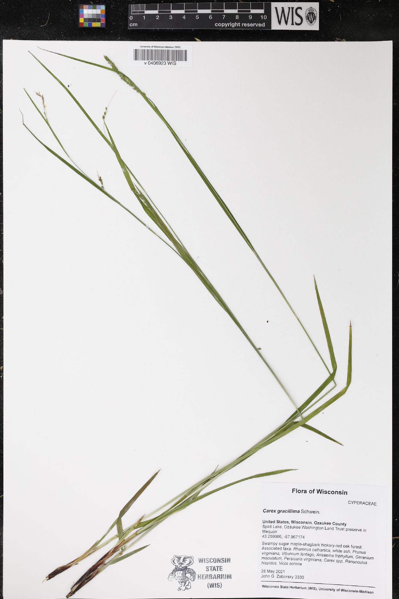 Carex gracillima image