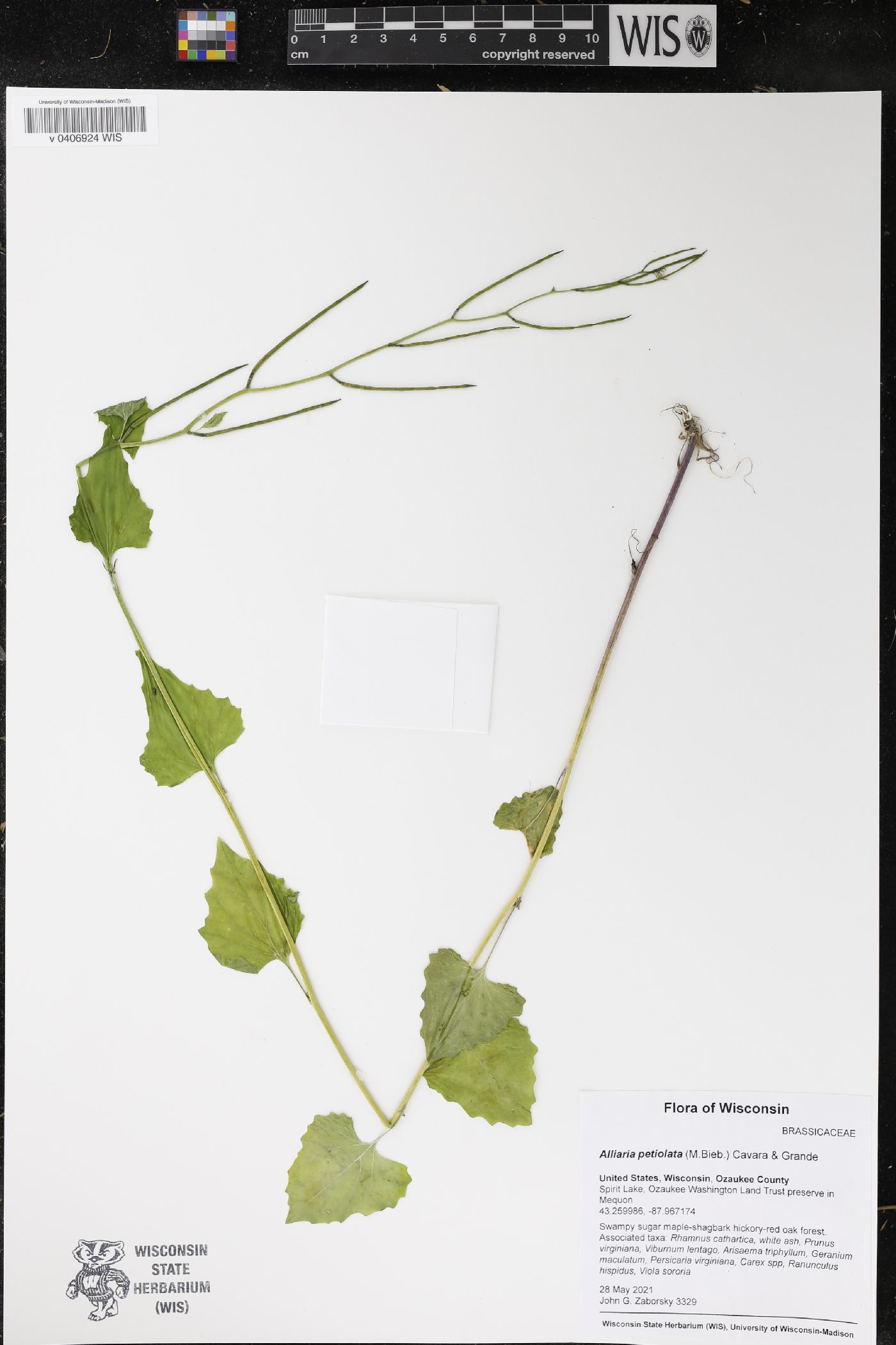 Alliaria petiolata image