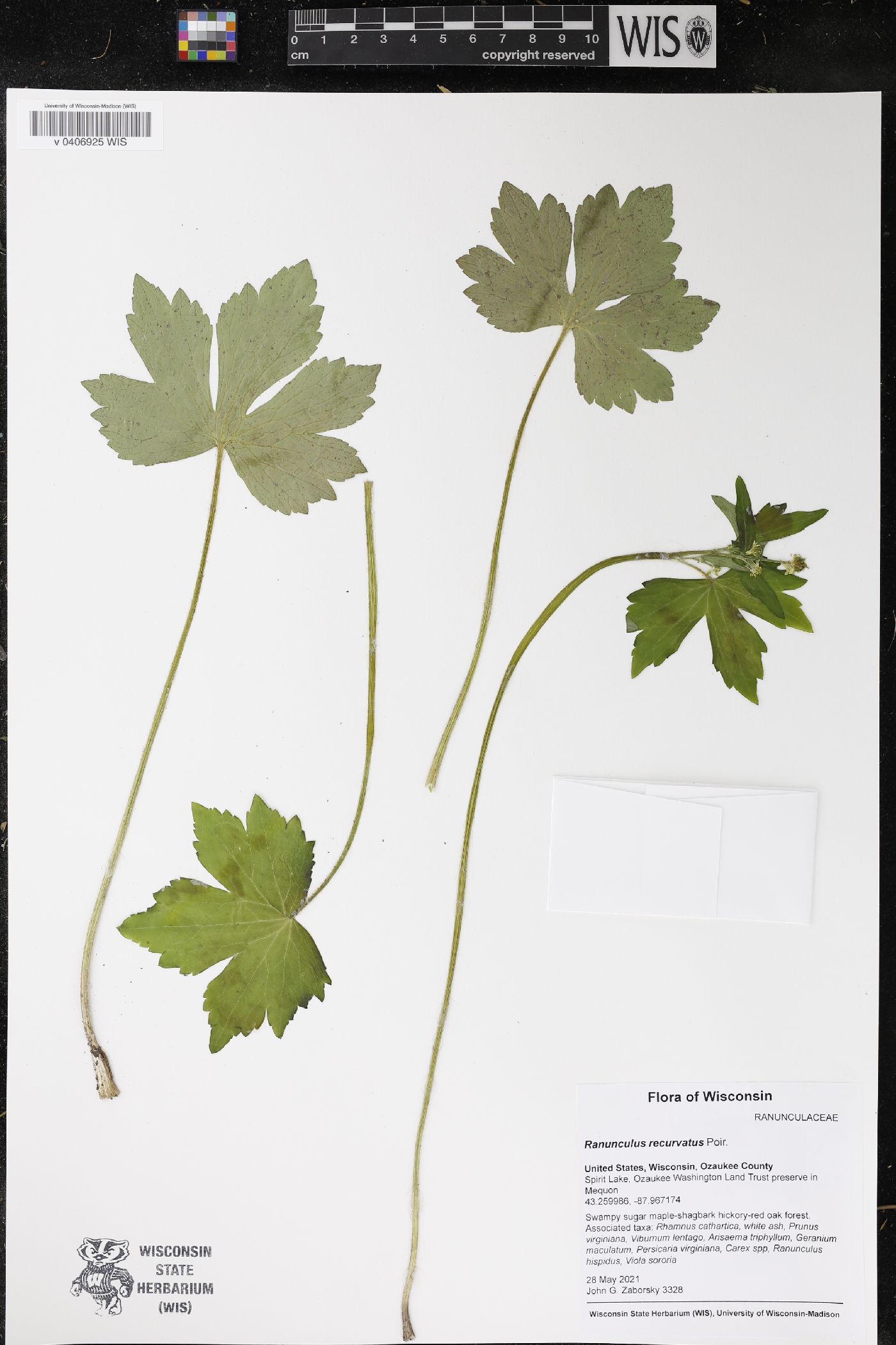 Ranunculus recurvatus image
