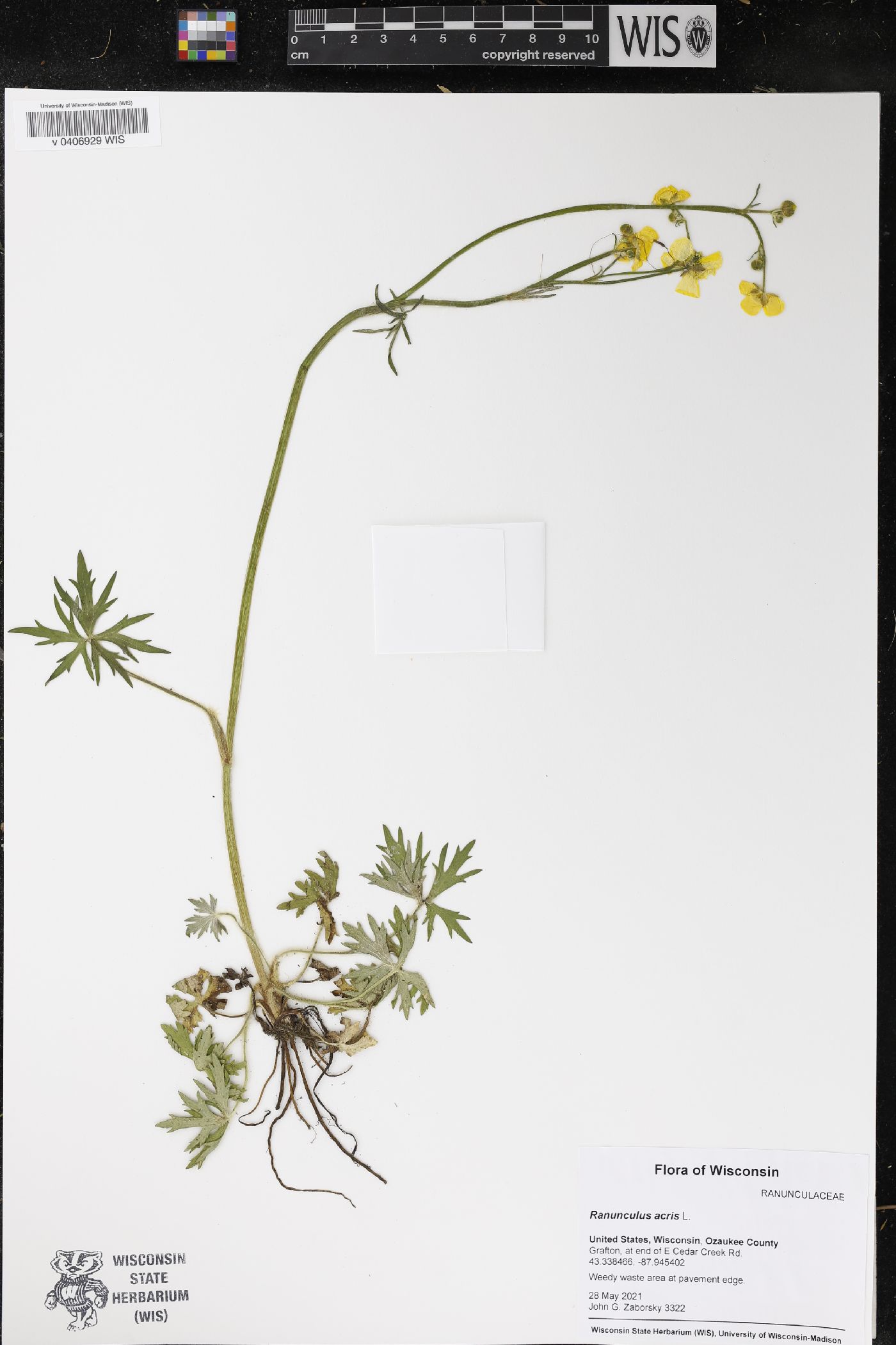 Ranunculus acris image