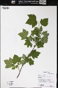 Ribes americanum image