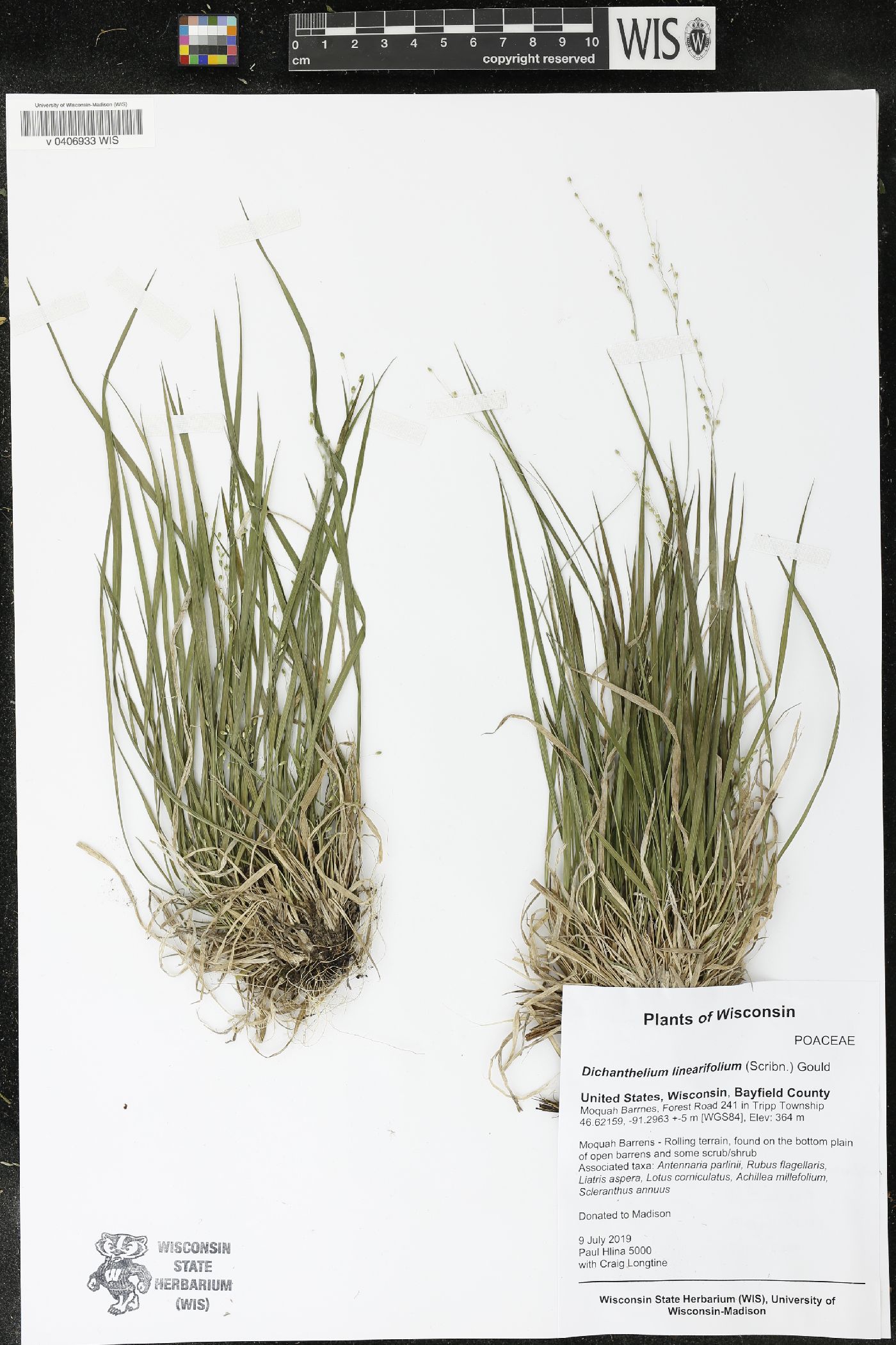 Dichanthelium linearifolium image