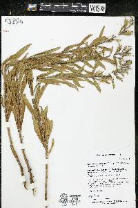 Oenothera oakesiana image