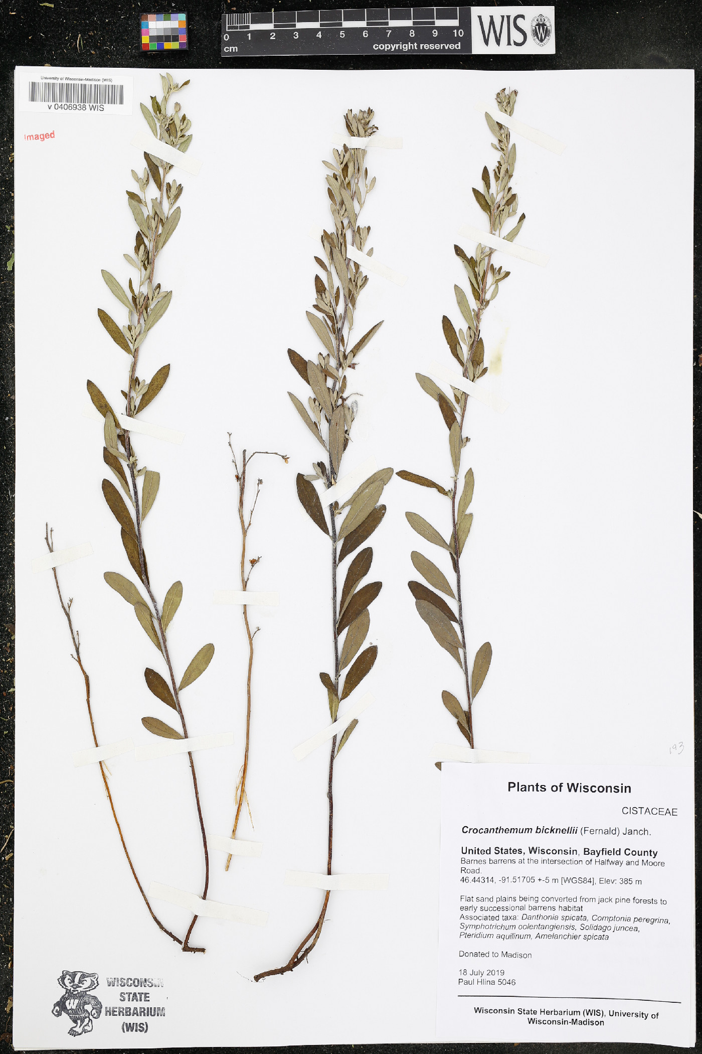 Crocanthemum bicknellii image