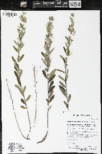 Crocanthemum bicknellii image