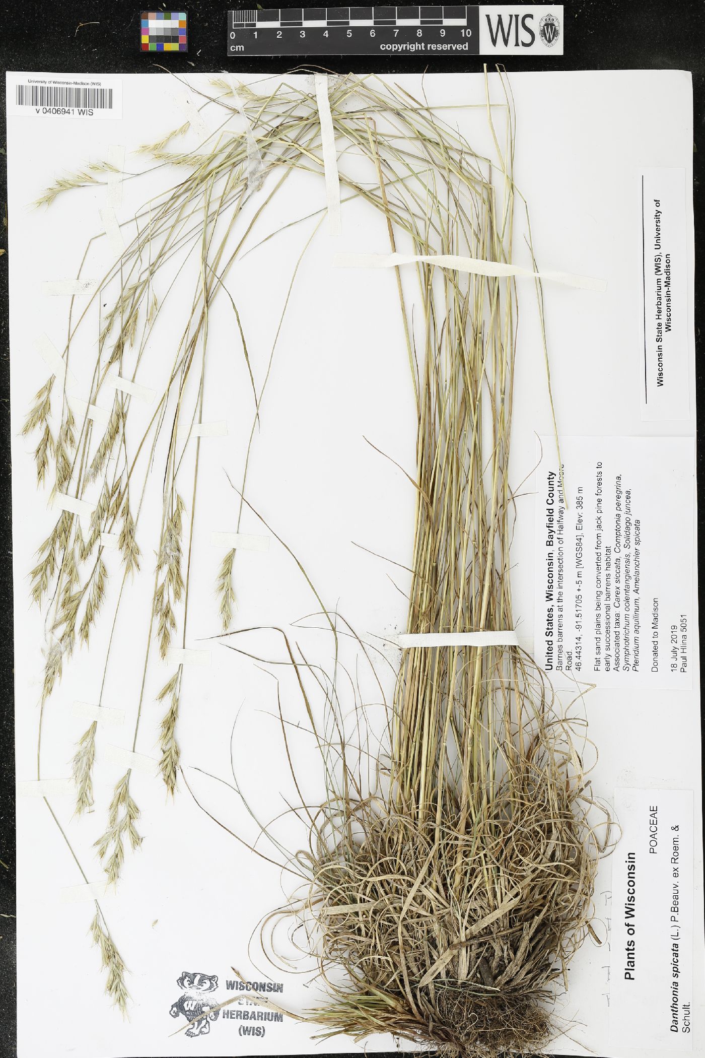Danthonia spicata image