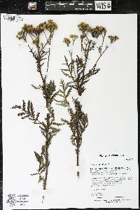 Tanacetum vulgare image