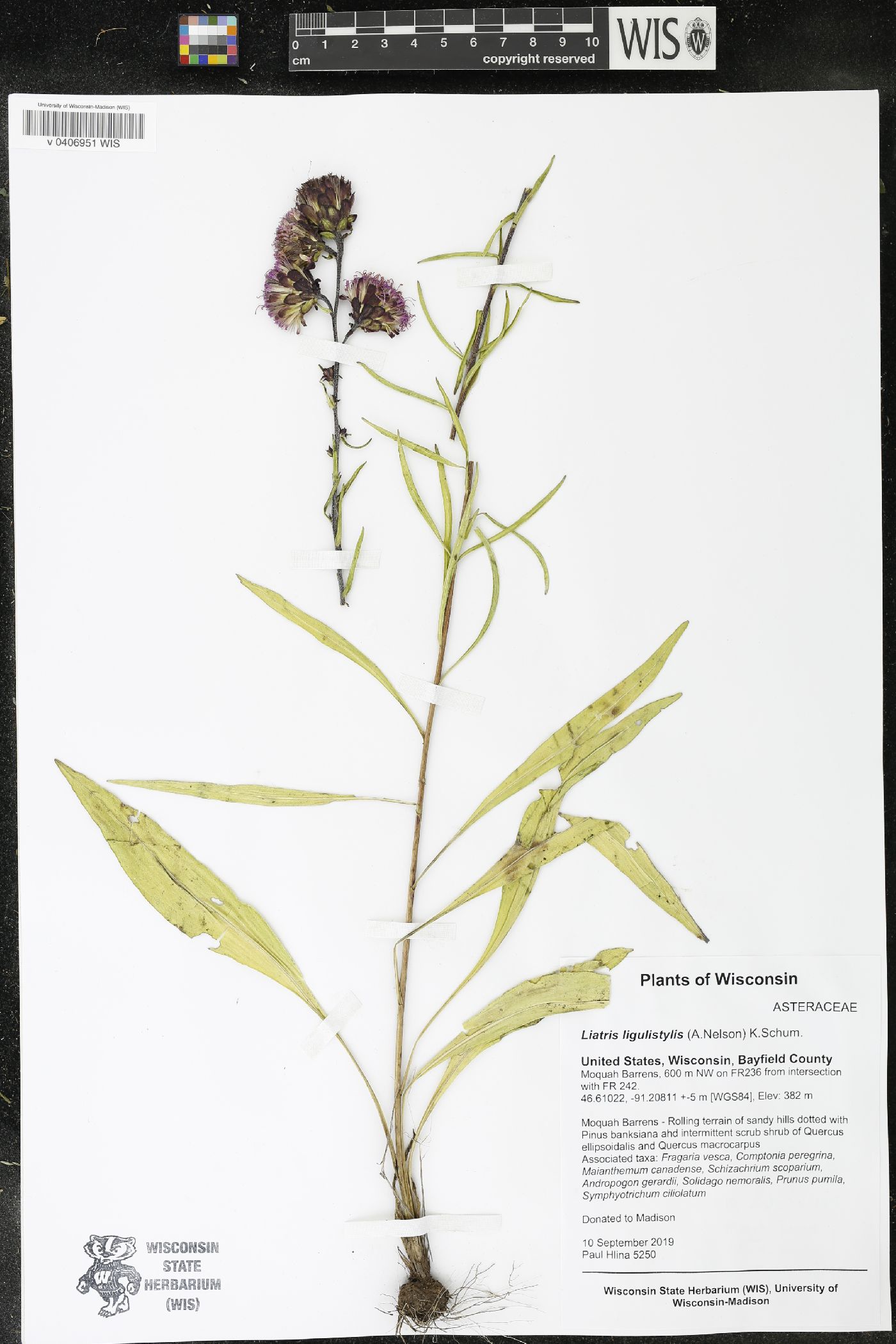 Liatris ligulistylis image