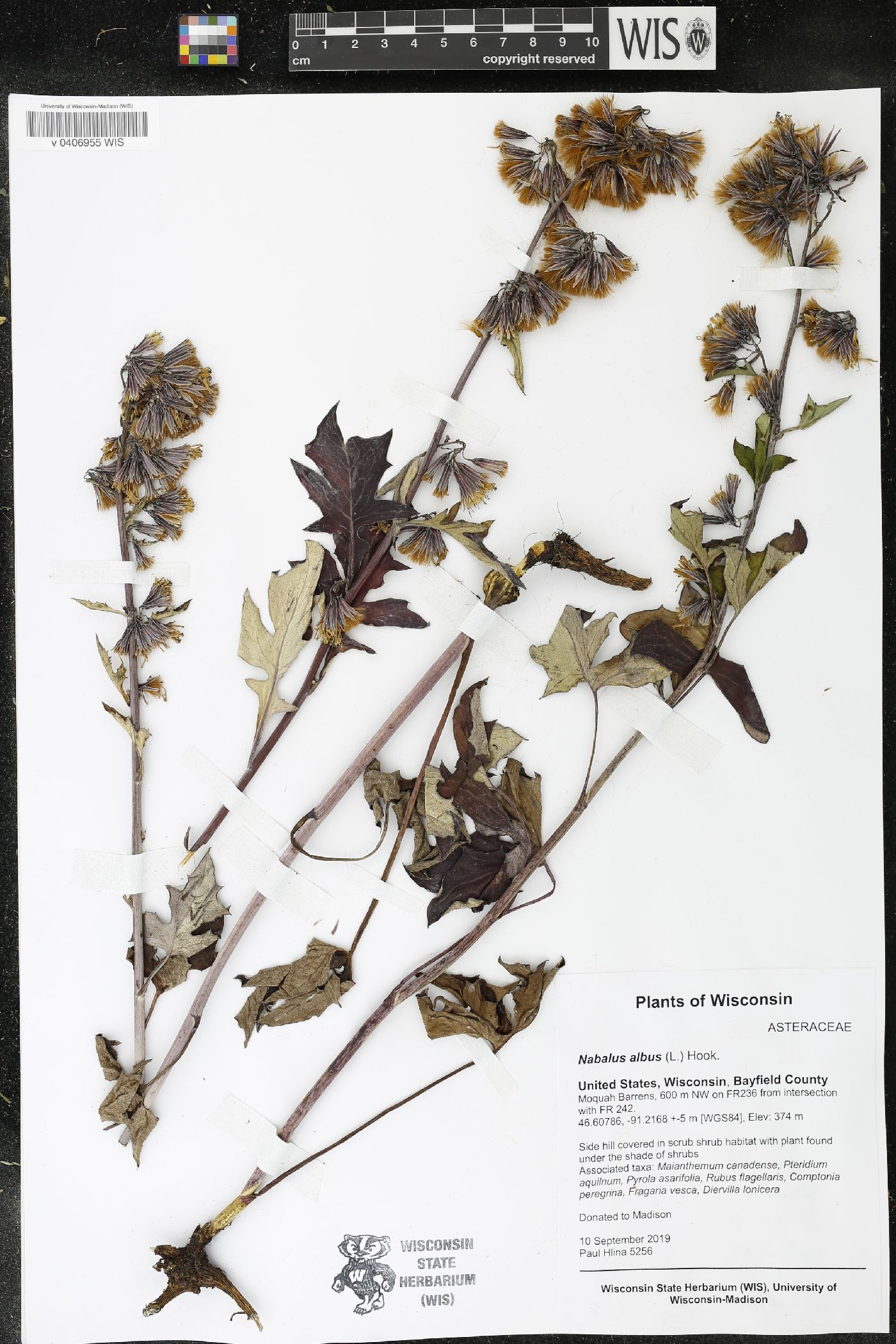 Prenanthes alba image