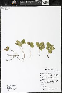 Gaultheria procumbens image