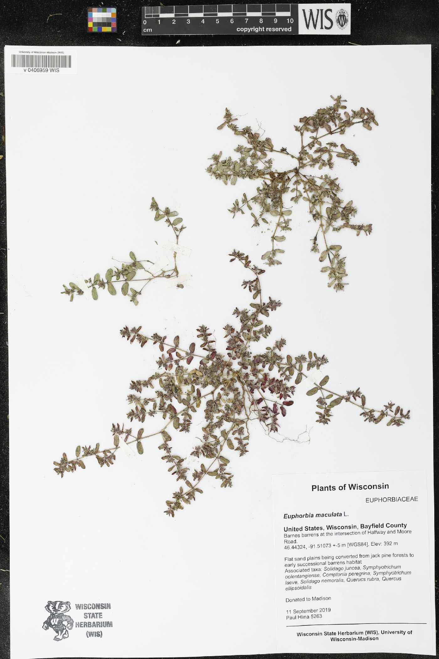 Euphorbia maculata image