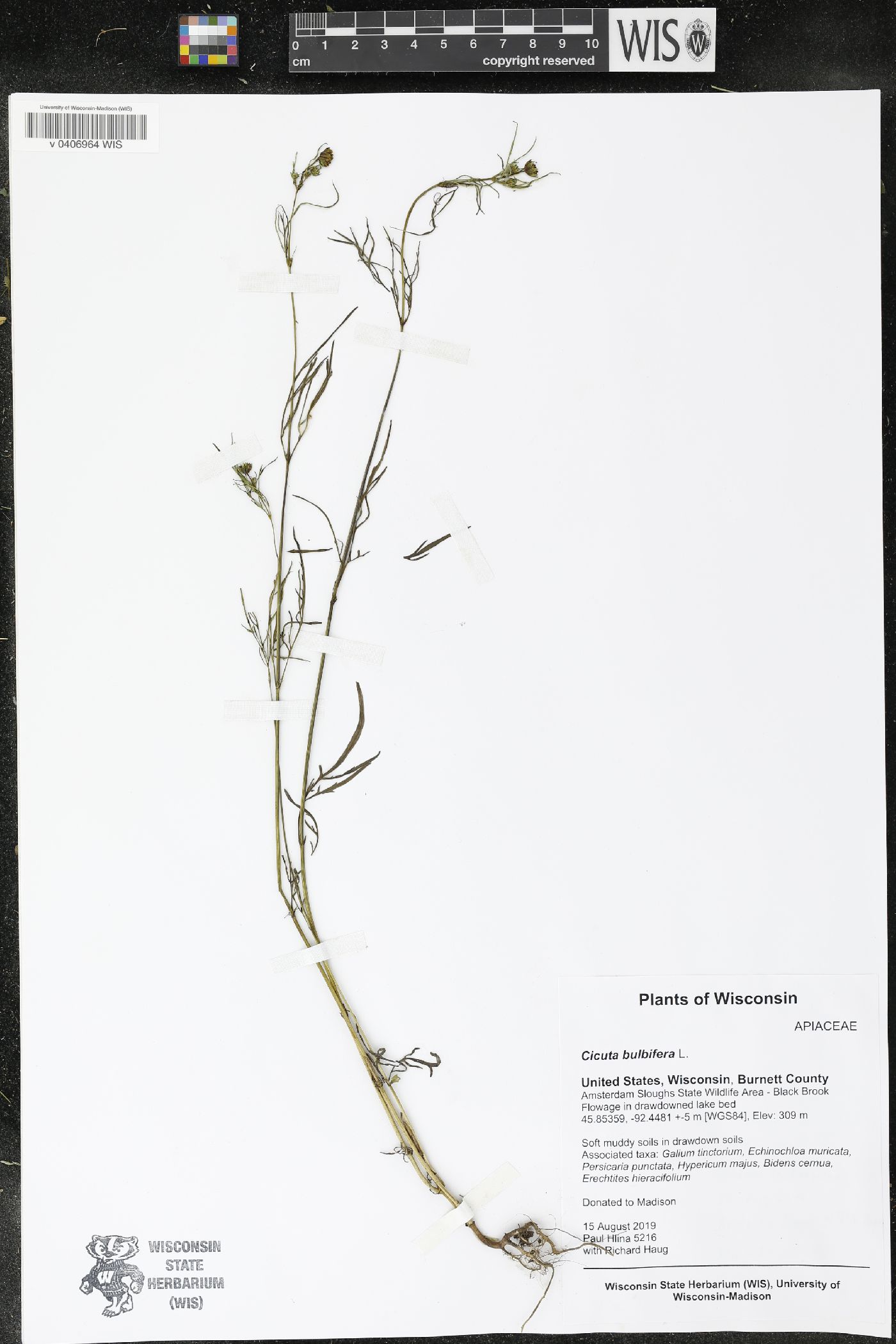 Cicuta bulbifera image