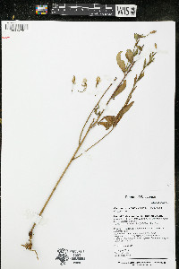 Oenothera clelandii image