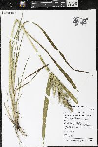 Echinochloa walteri image